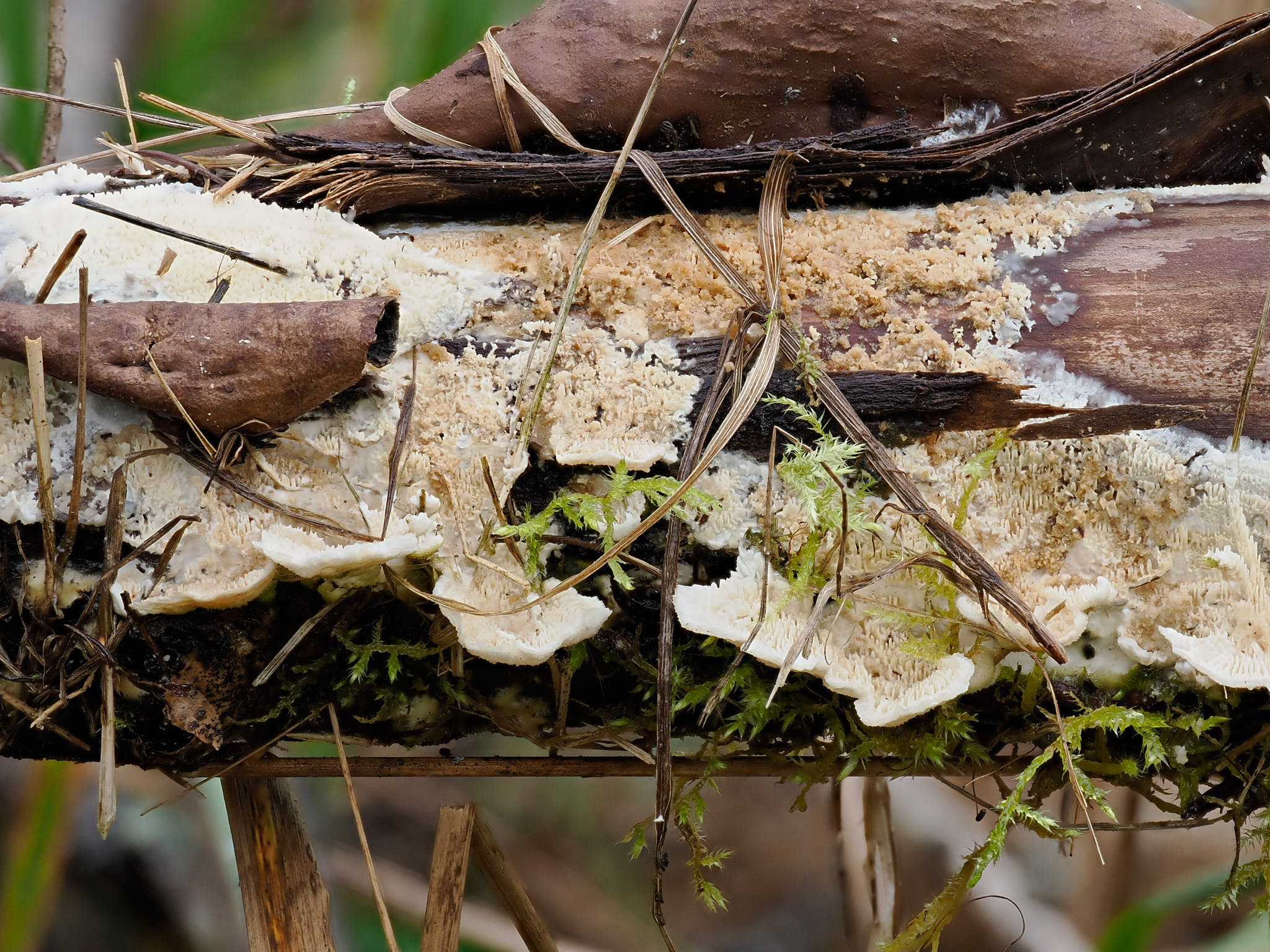 Focus stack from more than 60 photographs.