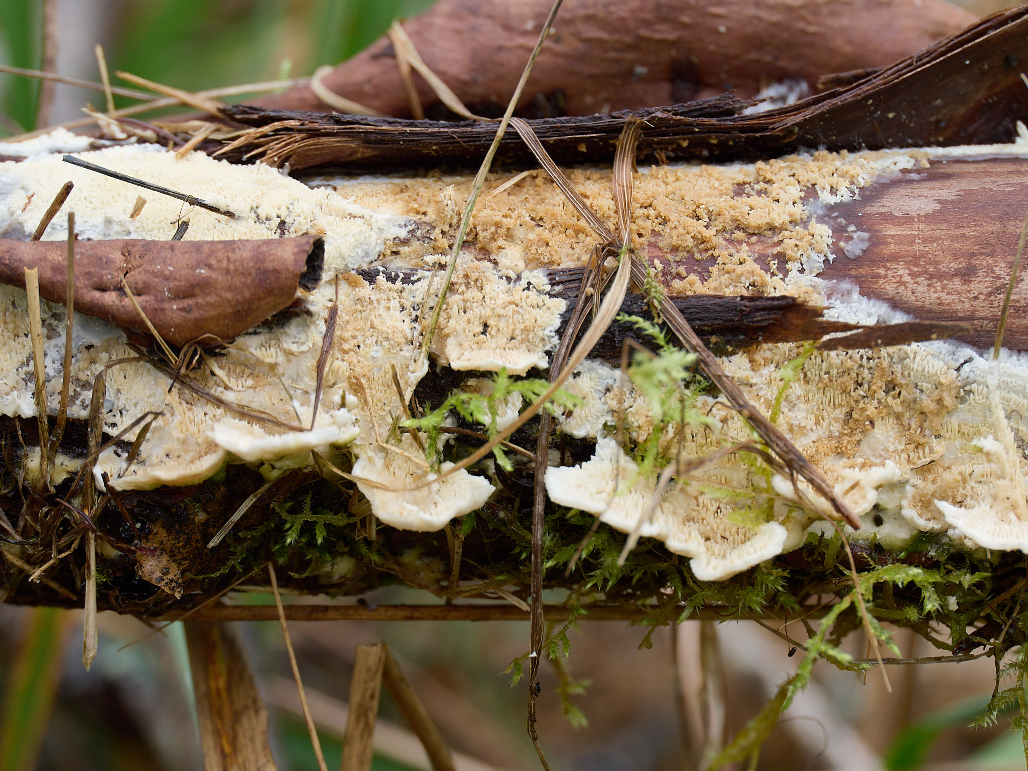 Old decomposing log hosting fungi and mosses. Single image.